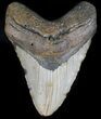 Megalodon Tooth - North Carolina #59204-1